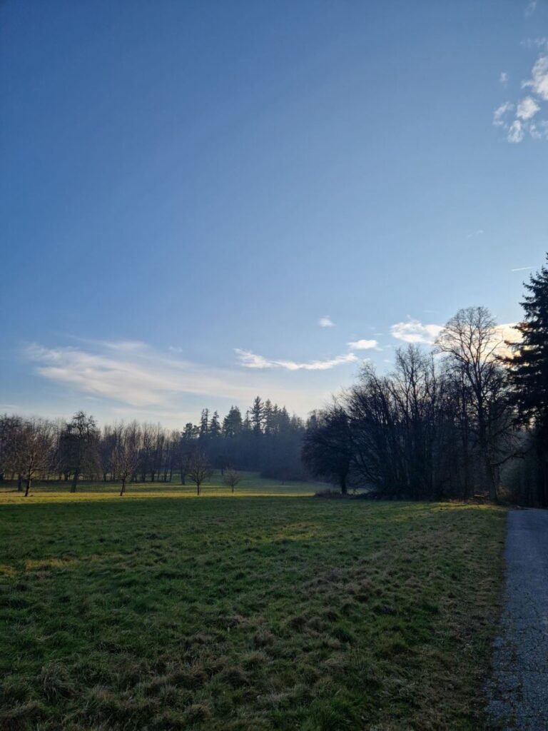 Lichtung mit Wald im Hintergrund