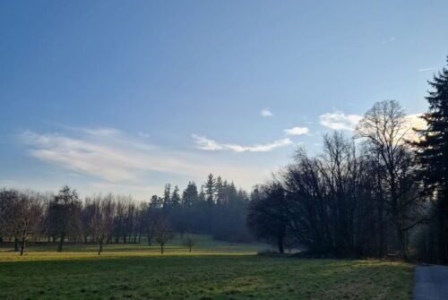 Lichtung mit Wald im Hintergrund
