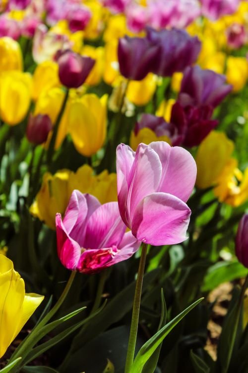 Tulpen