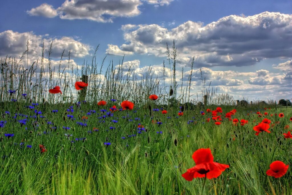 Feld mit Mohn